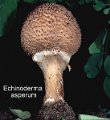 Echinoderma  asperum-amf000SYN